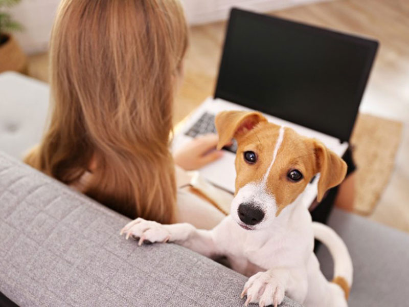 Woman working on a laptop and a dog besides her